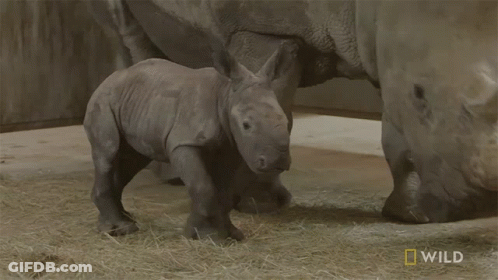 Baby Rhino Walking With Mother Saying Wild GIF