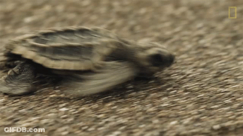 Baby Sea Turtle Crawling GIF
