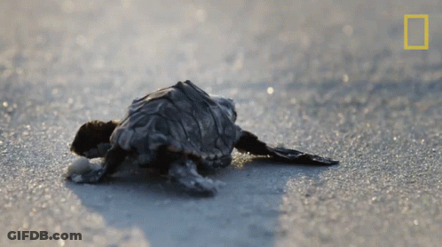Baby Sea Turtle Crawling National Geographic Beach GIF