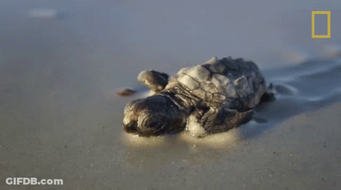 Baby Sea Turtle Crawling On Sandy Beach GIF