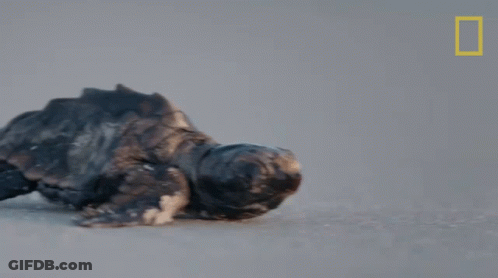 Baby Sea Turtle On Beach With National Geographic Logo GIF