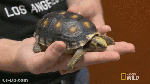 Baby Sea Turtle On Beach With National Geographic Logo GIF