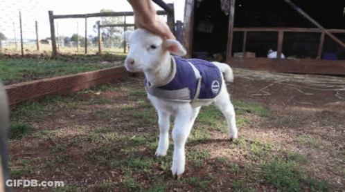 Baby Sheep In Blue Jacket With Letter E GIF