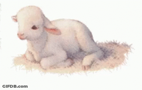 Baby Sheep Laying On Grass GIF