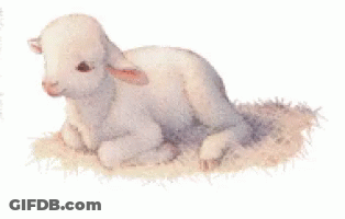 Baby Sheep Laying On Pile Of Grass GIF
