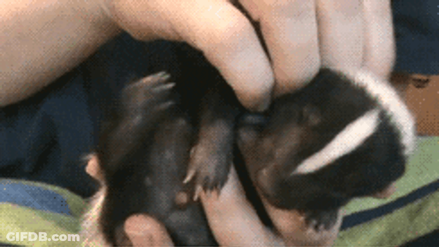 Baby Skunk Loves Petting GIF