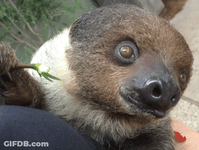 Baby Sloth Chewing GIF
