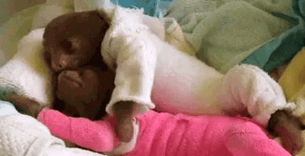 Baby Sloth Couple GIF
