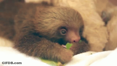 Baby Sloth Eating Green Leaf On Bed GIF