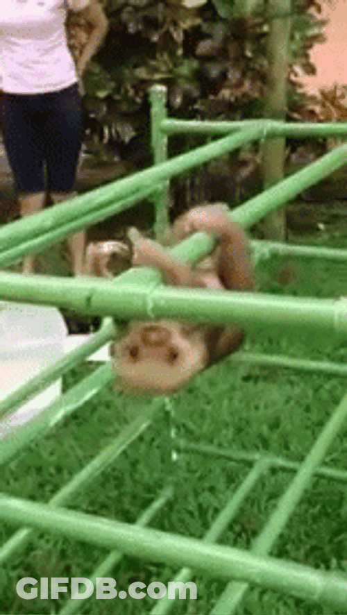 Baby Sloth Hanging GIF