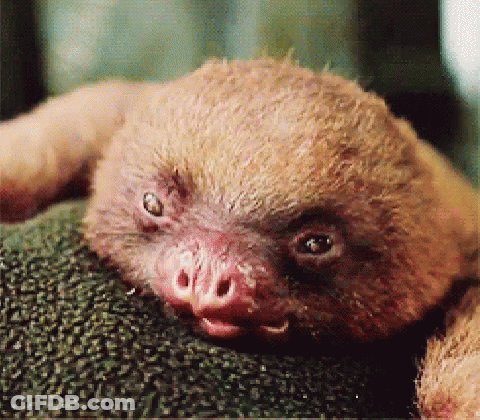 Baby Sloth Laying On Blanket GIF