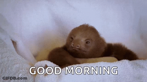 Baby Sloth Laying On Towel Saying Good Morning GIF