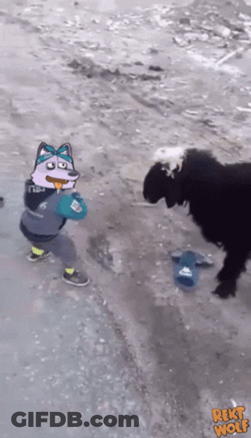 Baby Smashing The Goat Meme GIF