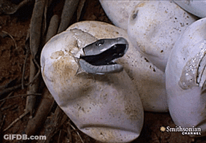 Baby Snake Out Of The Egg GIF