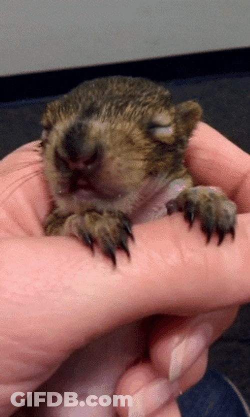 Baby Squirrel Yawning GIF