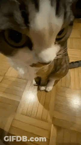 Baby Standing With Mouth Open In Living Room GIF