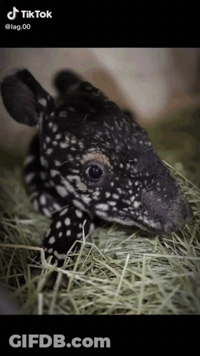 Baby Tapir Lying In Hay GIF