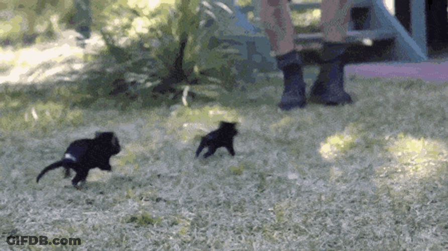 Baby Tasmanian Devil Running Around GIF