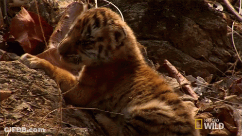 Baby Tiger Cub Laying On Rock National Geographic Wild GIF