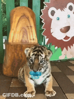 Baby Tiger Cub With Pacifier GIF