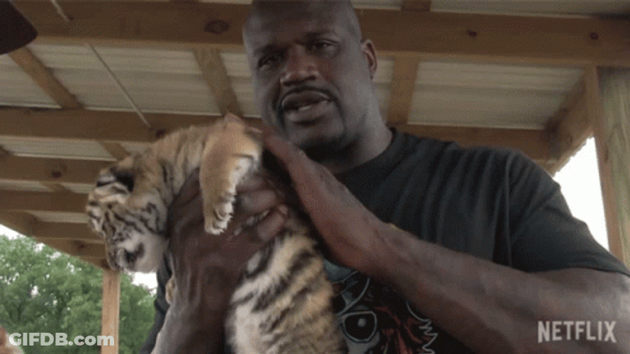 Baby Tiger King GIF