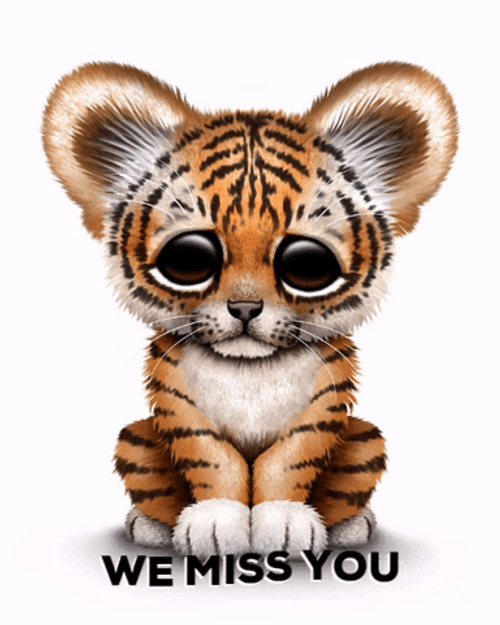 Baby Tiger We Will Miss You GIF