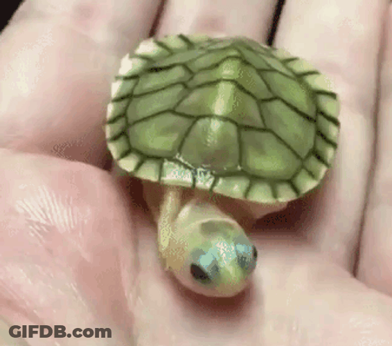 Baby Turtle Crawling Away From Hand GIF