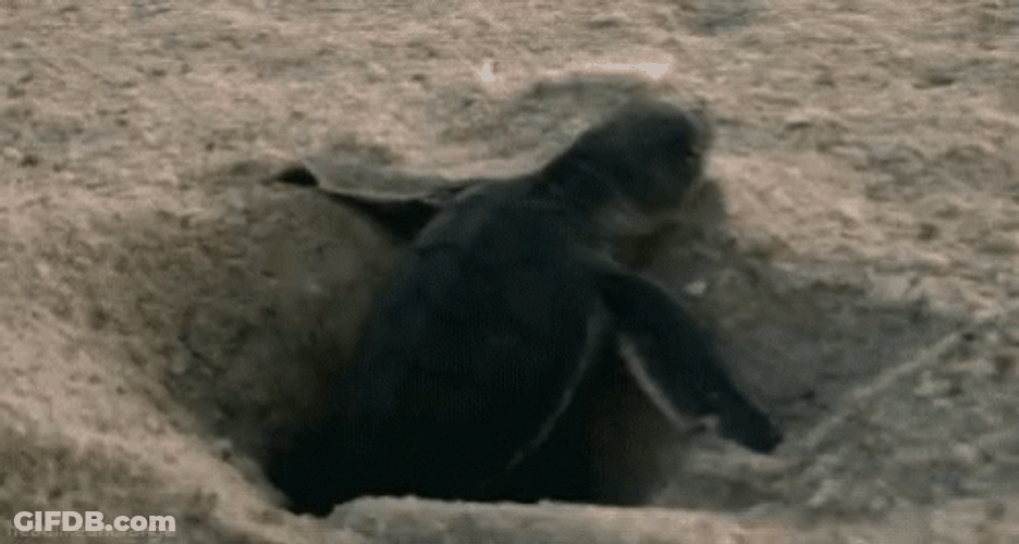 Baby Turtle Trying To Escape Quicksand GIF