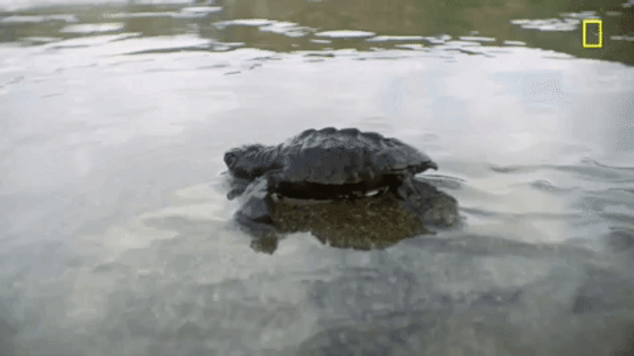 Baby Turtle Washed Away By Ocean GIF