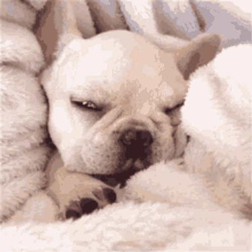 Baby White Bulldog In Bed GIF