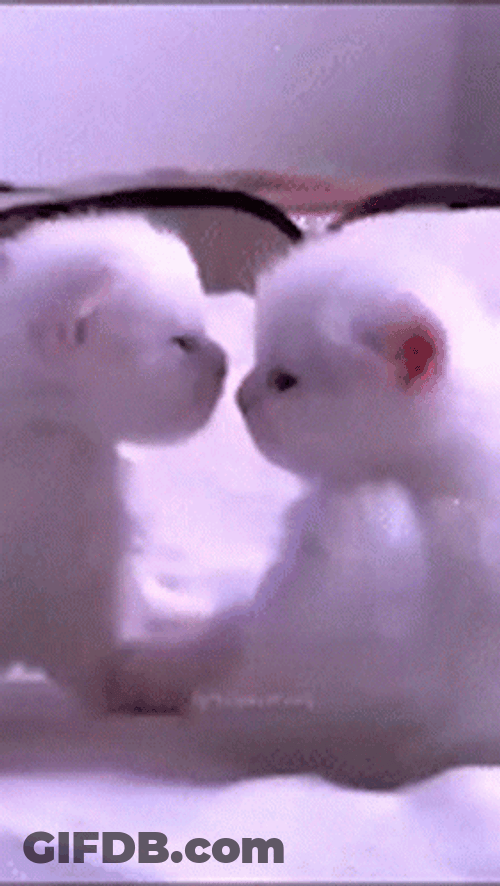 Baby White Cat Kiss GIF