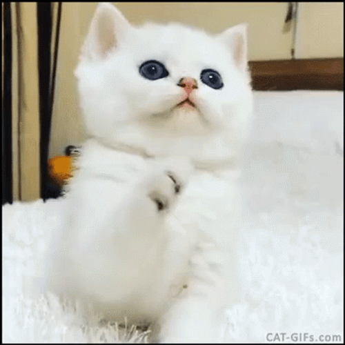 Baby White Cat Licking It's Paws GIF