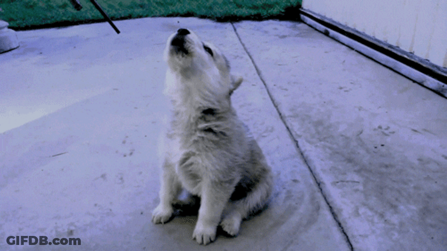 Baby White Wolf Howl GIF