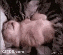 Baby Wrapped In Blanket Sleeping GIF