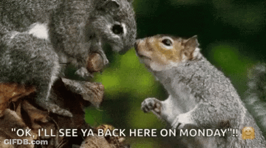 Back Here On Monday Squirrel Meme GIF