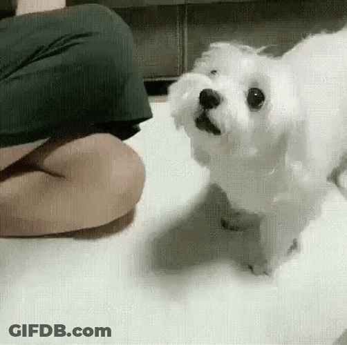 Back It Up Terry Cute Puppy GIF