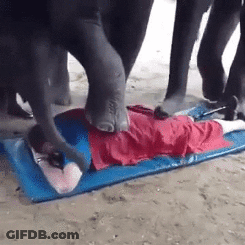 Back Massage Funny Elephants Stepping Nose Hit GIF