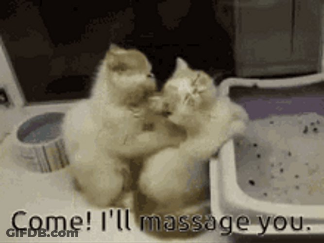 Back Massage Kneading Cats Sweet Couple Meme GIF