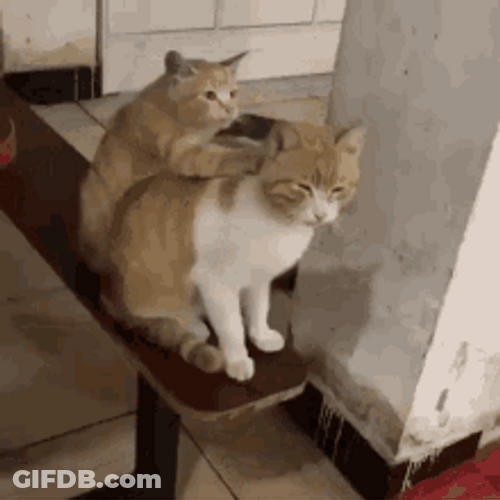 Back Massage Neck Bench Cute Romantic Couple Cats GIF