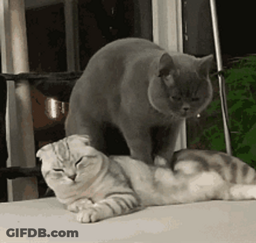 Back Massage Relax Kneading Cat Couple GIF