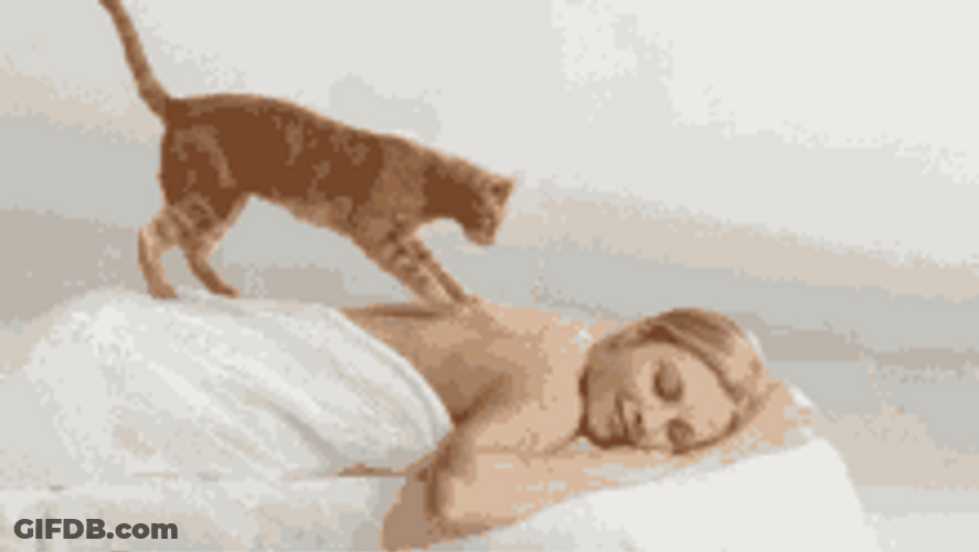 Back Massage Stretch Tired Funny Cat GIF
