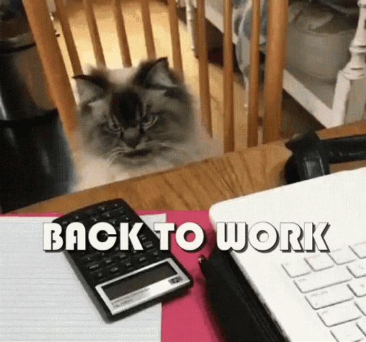 Back To Work Monday Mad Cat GIF