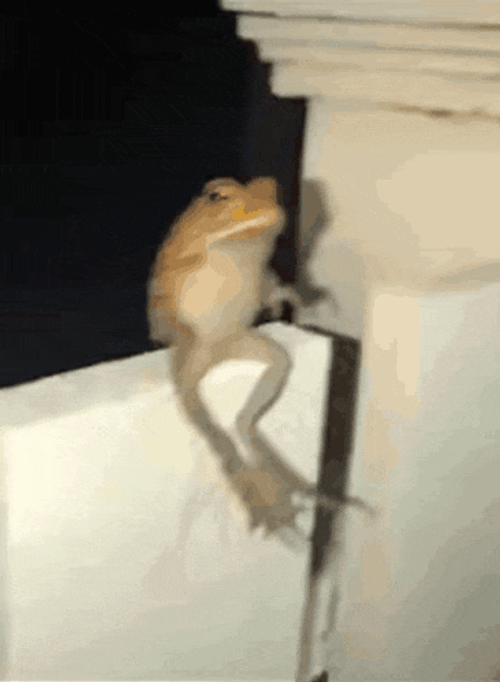 Backflip Frog GIF