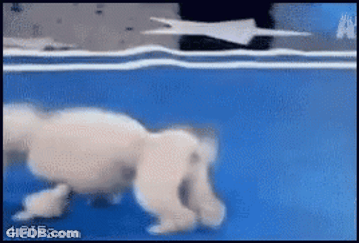 Backflip GIF