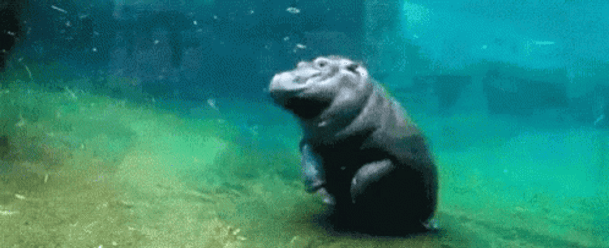 Backflip Of The Hippo Underwater GIF