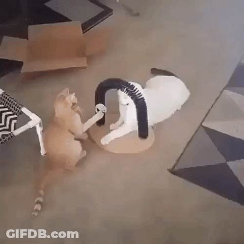 Bad Cats Fight Toy Attack GIF