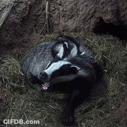 Badger Laying Down In Hay GIF