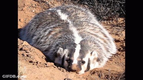 Badger Laying In Dirt Looking At Camera GIF
