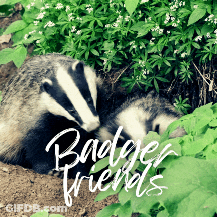 Badger Laying In Dirt With Badger Friends GIF