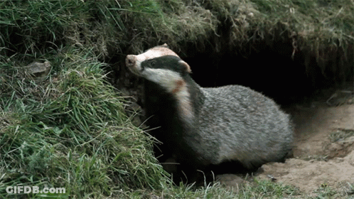 Badger Looking Out Of Hole In Ground GIF